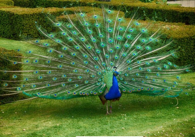 burung merak
