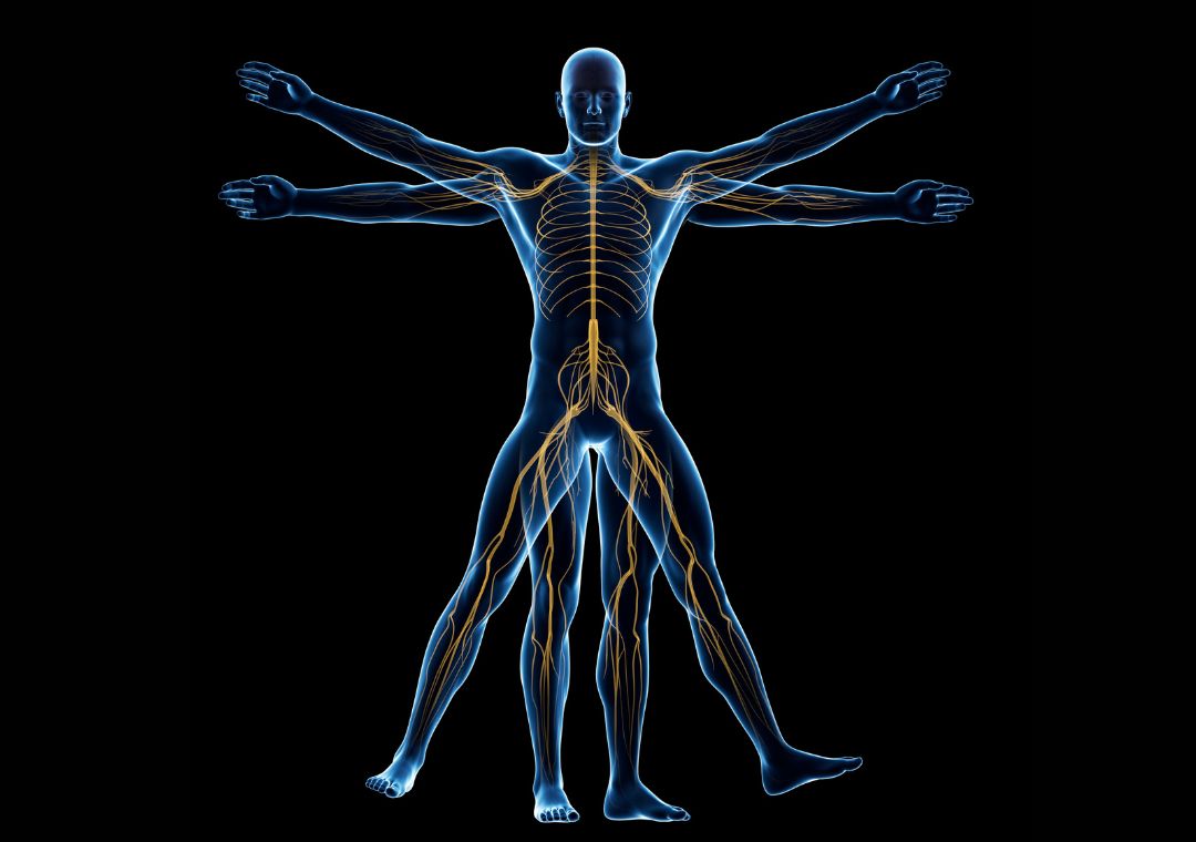 Kemampuan manusia untuk bergerak di tunjang oleh adanya organ-organ pembentuk?