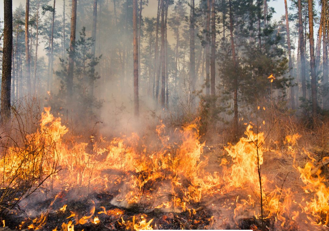 Jelaskan 4 macam kegiatan yang bisa merusak sumber daya hutan