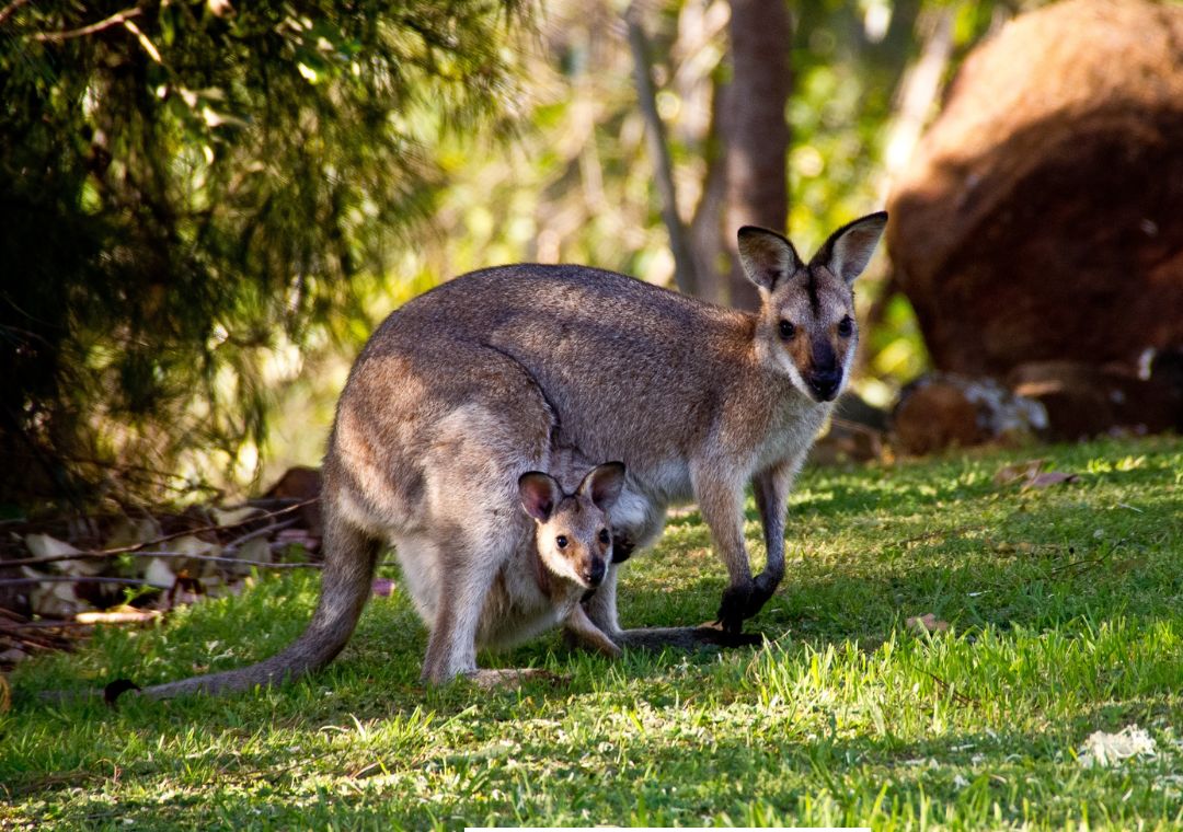 Mengapa benua australia memiliki banyak keunikan flora dan faunanya?