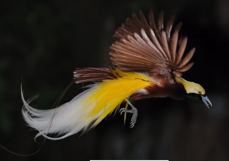 Burung Cendrawasih