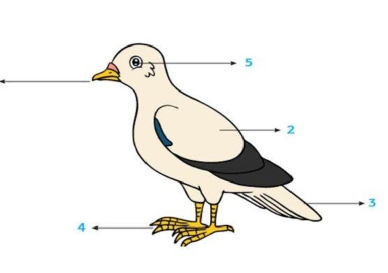burung merpati