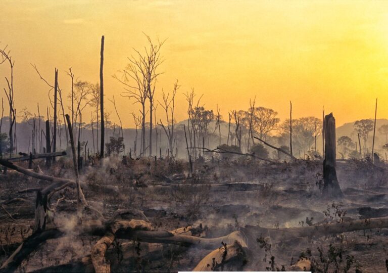 dampak kerusakan hutan
