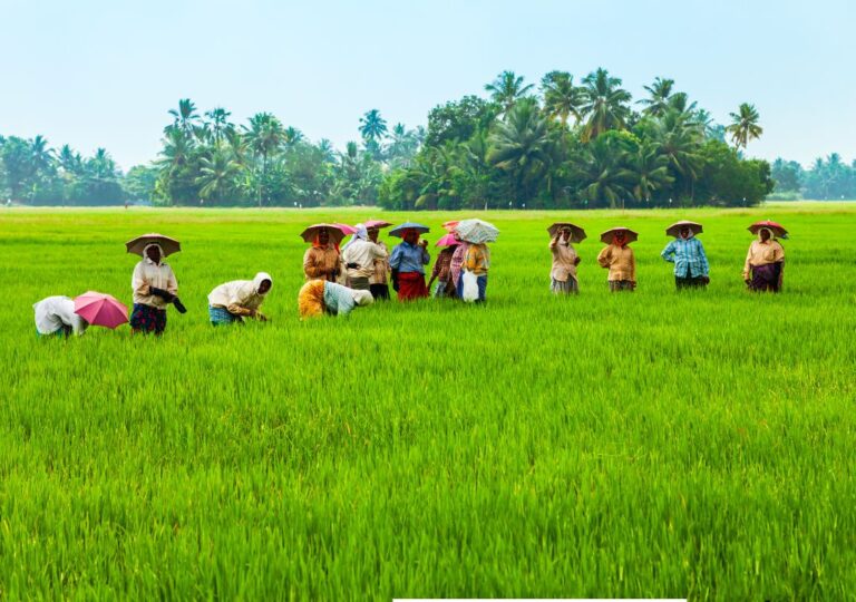 ekosistem sawah