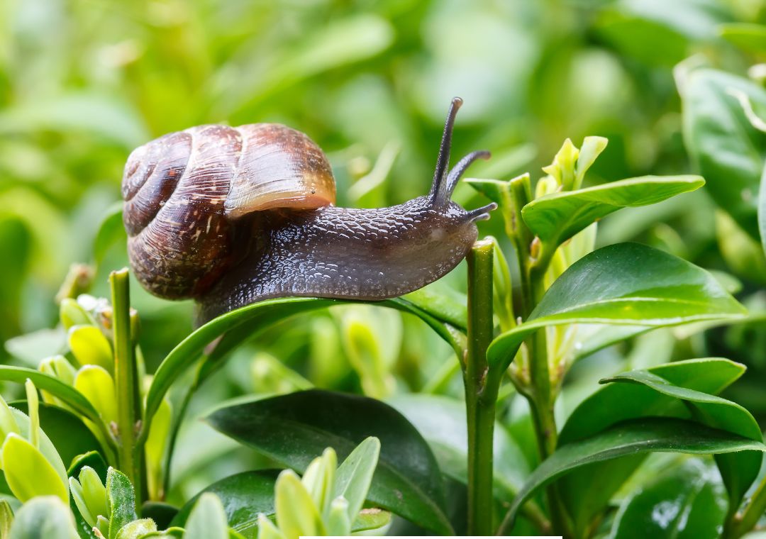 Tubuh siput yang lunak memiliki funsi untuk?