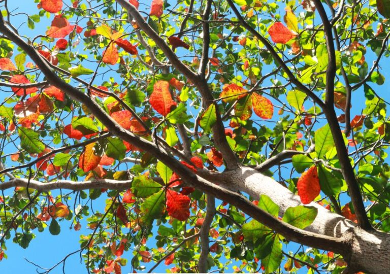 pohon ketapang