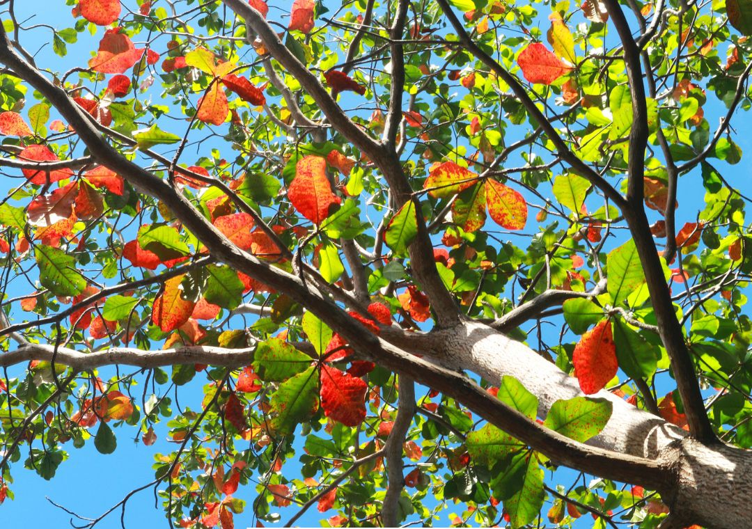 pohon ketapang