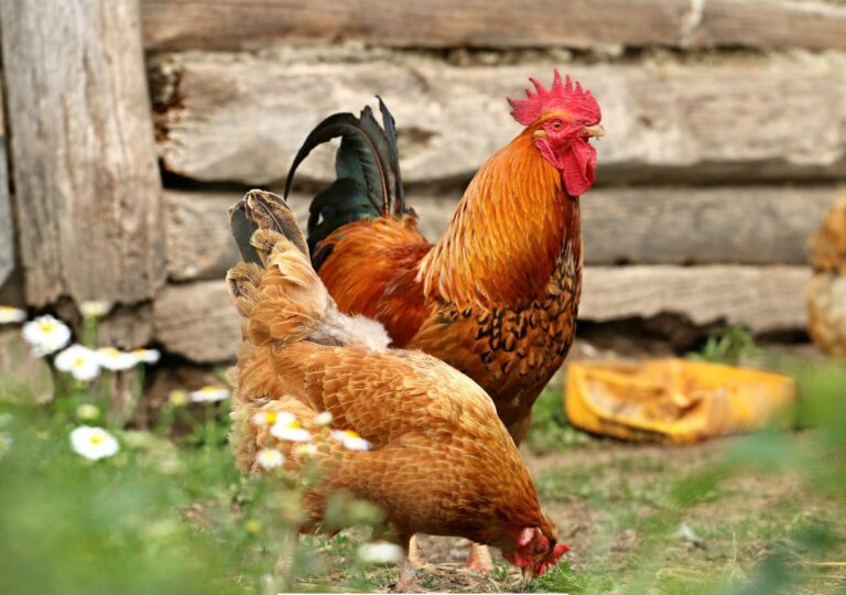 Bagian tubuh ayam