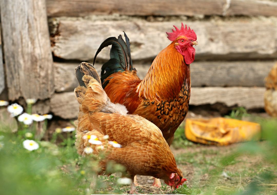 Bagian tubuh ayam yang berfungsi menjaga suhu tubuh adalah?