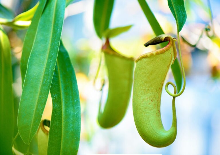 tumbuhan insektivora