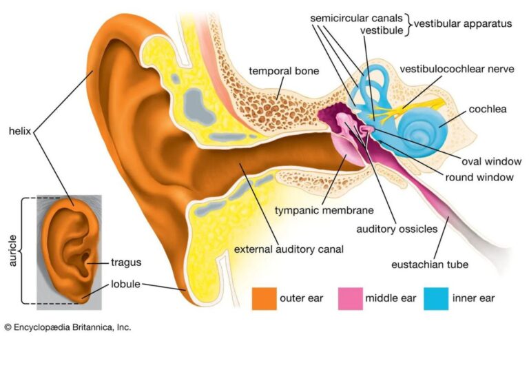 semicircular canals
