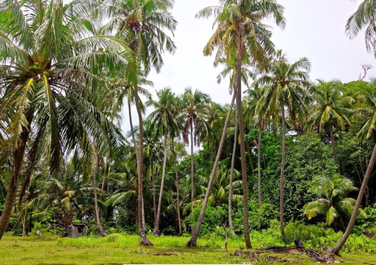 pohon kelapa