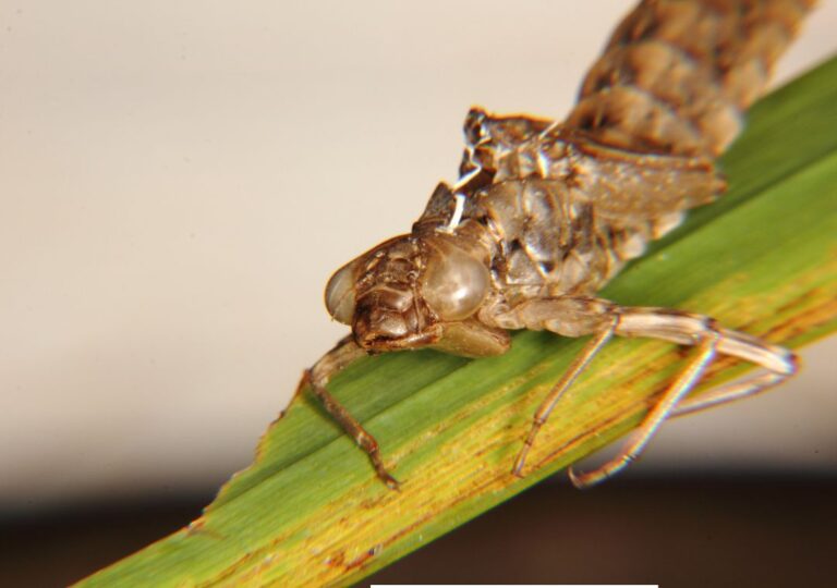 larva capung