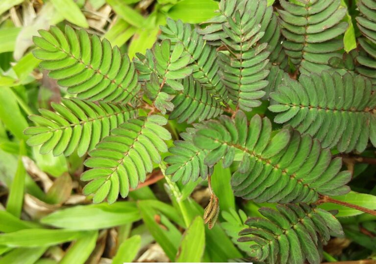daun putri malu