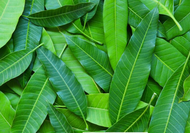 Bentuk daun pohon mangga