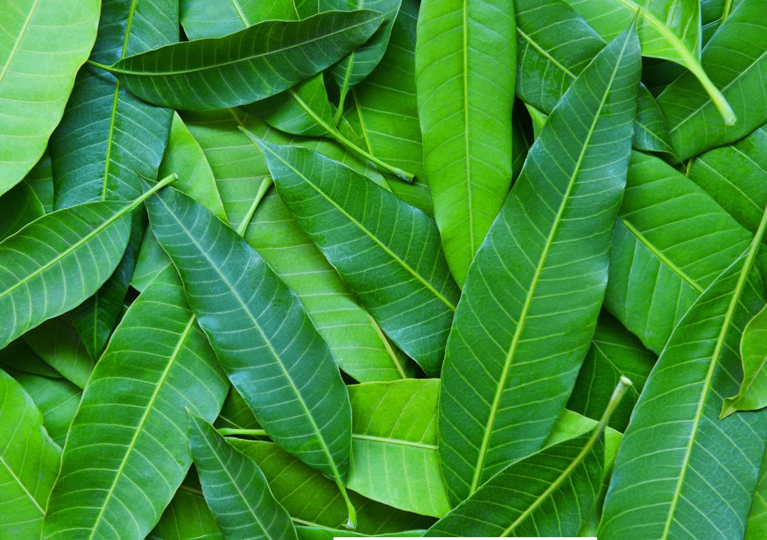 Bentuk daun pohon mangga