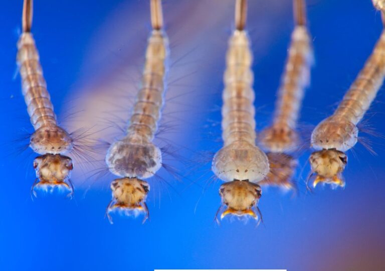 larva
