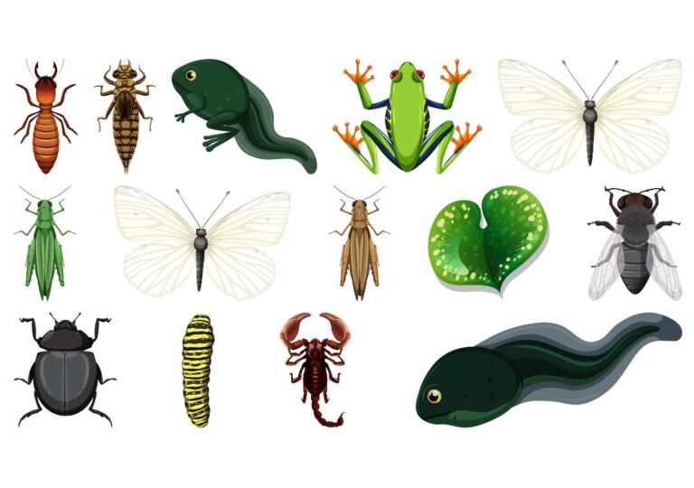 imago