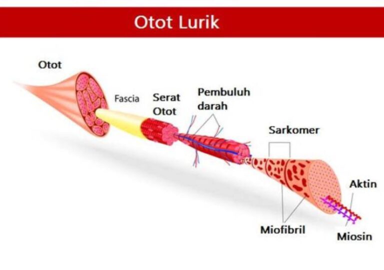 Apa itu otot lurik