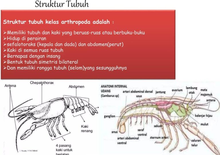 sistem peredaran darah