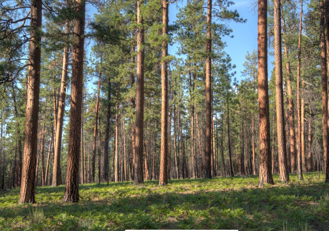 Pohon pinus berkembang biak dengan cara?