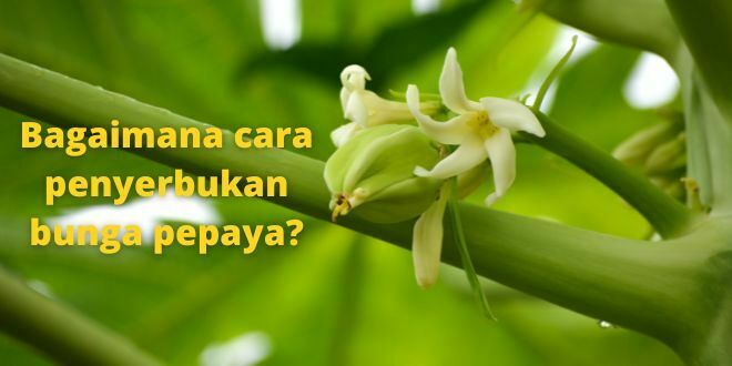 Bagaimana cara penyerbukan bunga pepaya