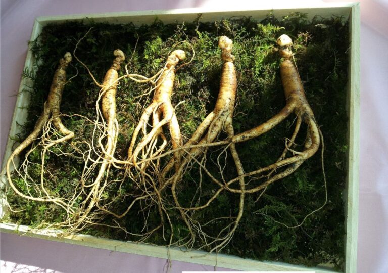 negeri gingseng